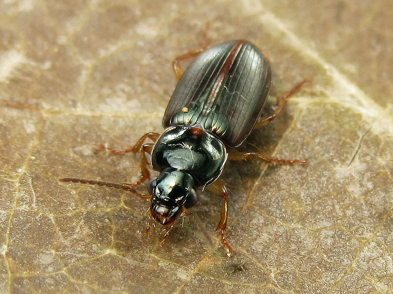 Carabidae: Stenolophus?? S, Stenolophus (Egadroma) marginatus